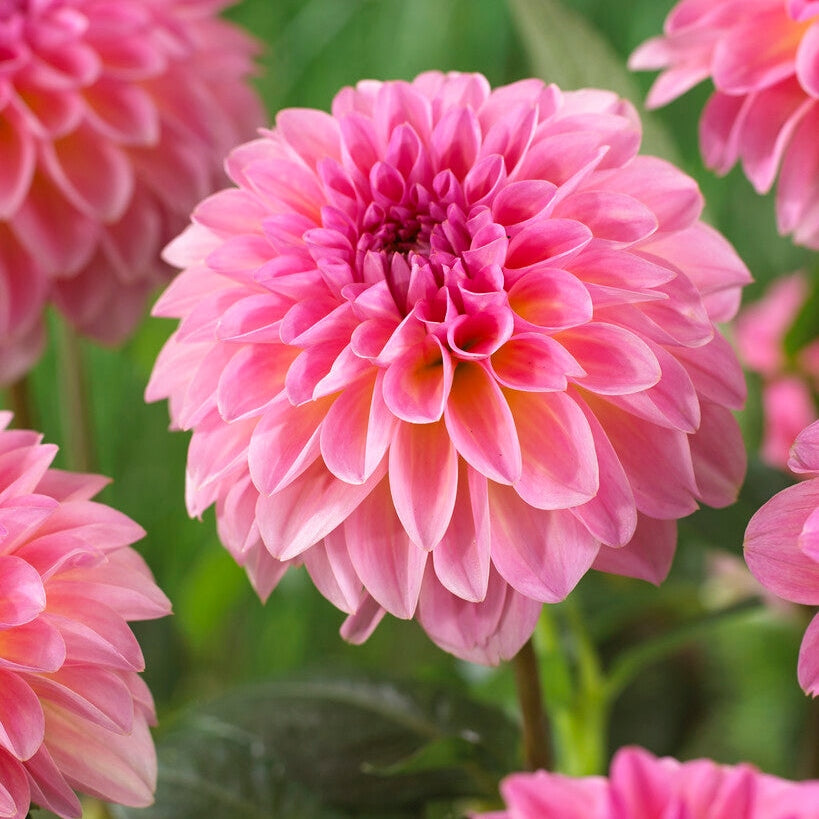 Dahlia Boll Esli 1-pakning NYHET